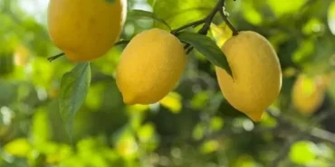 dusuk-limon-fiyatlari-ureticileri-magdur-etti