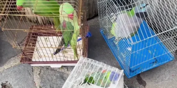 eminonu-nde-petshop-denetimi-39-papagan-koruma-altinda